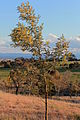 Acacia baileyana 2, Canberra ACT.JPG