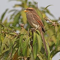 Yellow-billed shrike (Corvinella corvina corvina).jpg