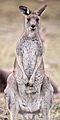 Eastern Grey kangaroo, Majura Nature Reserve ACT 03.jpg