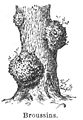 Broussins (burr - burl).jpg