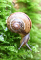 Capaea hortensis 02.jpg