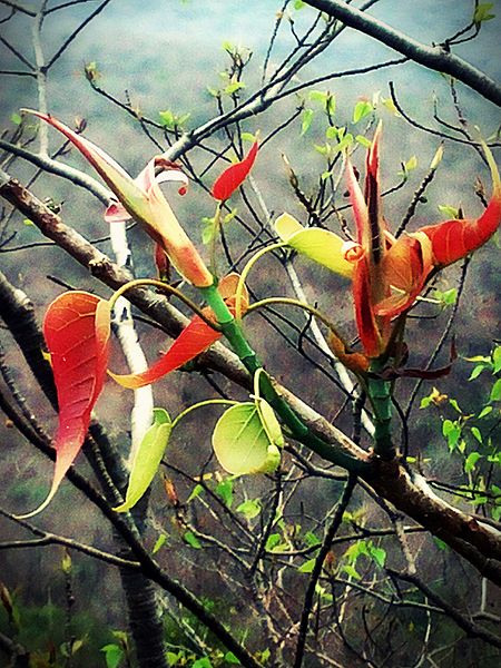 File:!! Every Leaf Speaks!!.jpg