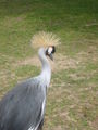 Grus Grus, parc paradisio.JPG
