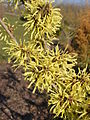 Hamamelis Japonica x Mollis.JPG