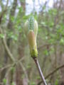 Acer, stage 1.JPG